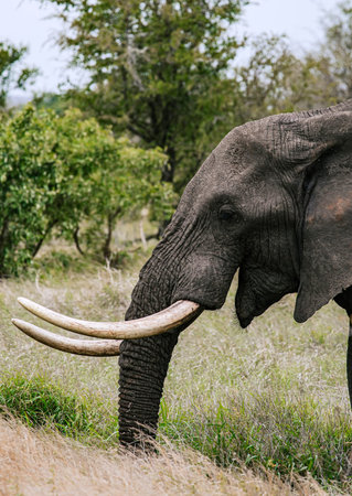 Head African elephant with open mouth, close up portrait, side view. Safari in savanna, South Africa, Kruger National Park. Animals natural habitat, wildlife background, wild natureの写真素材