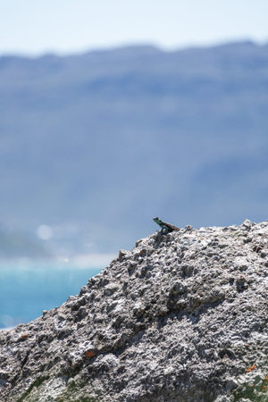Cute small animal lizard in wildlife on rock looks into the distance. Summer nature animal wallpaper. Blue gray color background. Copy space. Summer South Africa lacertianの写真素材