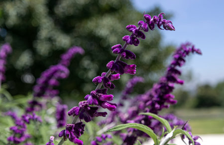 Salvia leucantha, purple blooming flowers, velvety plant. Botanical garden, park, summer background