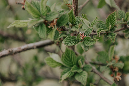 The beginning of spring, branches wild apple tree. Blossom tree natural background soft green color. Spring nature scene, selective focus. Botanical wallpaper. fruit and berry plant of Rosaceae familyの写真素材