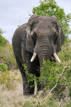 full length big African elephant in savannah front view close up. Safari in Kruger National Park, South Africa. reserve for conservation of animal populations. Animals wildlife background, wild natureの写真素材