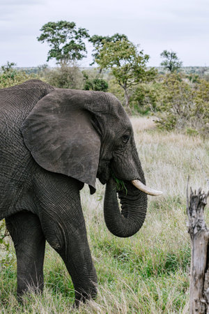 Elephant chews leaves with trunk in mouth, meal close up portrait, side view. Safari in savanna, South Africa, Kruger National Park. Animals natural habitat, wildlife wild natureの写真素材