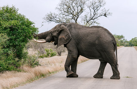 Elephant traversing paved road amidst natural landscape. large tusks textured skin, greenery overcast sky. Intersection of wildlife and human-made environments, importance of coexistence, conservationの写真素材