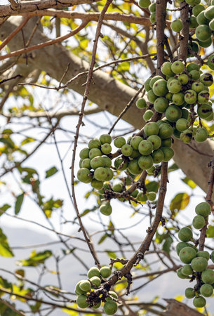 Fruits grow in the wild nature. Green raw figs hanging on fig tree branch. Ficus carica.の写真素材