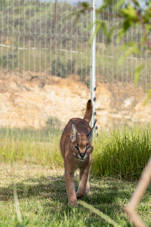Caracal, big cat walks on territory of rehabilitation center, petting zoo in South Africa. Keeping...