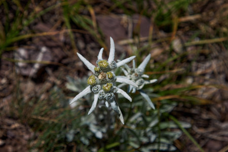 Alpine flower Edelweiss, Leontopodium. Dicotyledonous herbaceous plant of the Asteraceae family. Symbol of mountains. close up flowersの写真素材