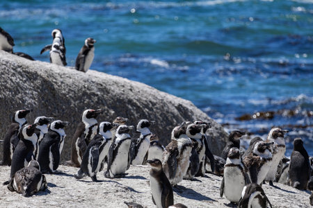 Colony of African penguins on big stone on Atlantic coast. Spheniscus demersus. Black-footed or jackass penguin. Animals listed in the International Red Book. South Africa, Cape Town, natural habitatの写真素材