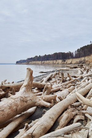 A lot of driftwoods on sea shore, a steep sandy cliff with tall trees. Cloudy weather, sadness
