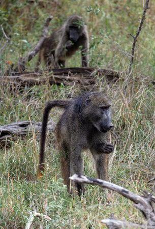 Two monkeys walks in Kruger National Park, South Africa. Chacma baboon Monkey close up. Safari in Savannah. Animals natural habitat, wildlife, wild natureの写真素材