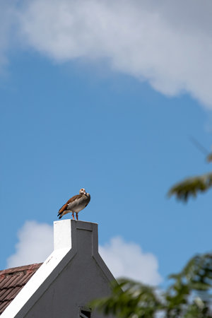 Egyptian Nile goose stands on the roof of a building like a living weather vane. African bird, invasive animal. Alopochen aegyptiaca in natural habitat. South Africaの写真素材