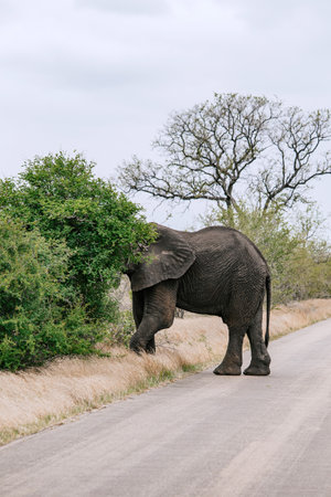 African elephant standing on side of road and eats leaves, hiding his head in bushes. October in Kruger National Park, South Africa. Safari in Savannaの写真素材