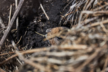 Small fluffy marmot animal stuck its muzzle out of its hole. Ala-Archa national park, Kyrgyzstan. High altitude environment, wild animal, wildlifeの写真素材