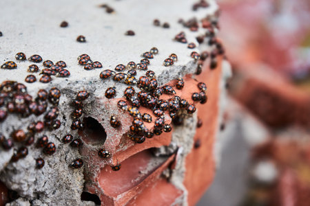 ladybug insect invasion. A lot of coccinellids, infestation of beetles on a brick. Coccinella
