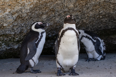 Three African penguins are hiding from the sun in the shade of a large stone. South Africa, natural habitat of endangered animals. black-footed, Spectacled penguin.の写真素材