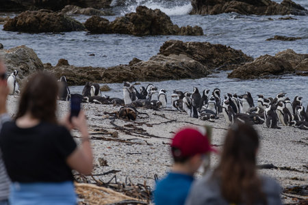 People watching penguins on the Atlantic coast. Travel destination, landmark attraction on South...