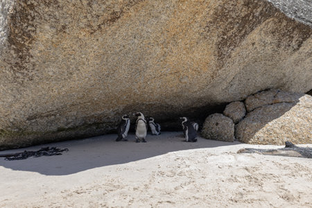 Group of African penguins are hiding from the sun in the shade of a large stone. South Africa, natural habitat of endangered animals. black-footed, Spectacled penguin.の写真素材