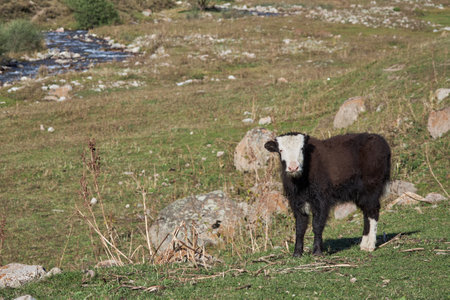 Baby yak, brown with white spots, looking at the camera, standing on green pastureの写真素材
