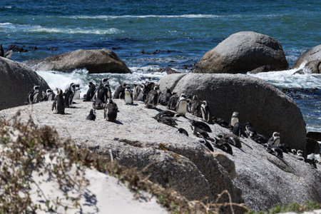 Boulders Beach protected lagoon with colony of African spectacled penguins on big stone, Simons Town, South Africa. Ocean, sea shoreの写真素材