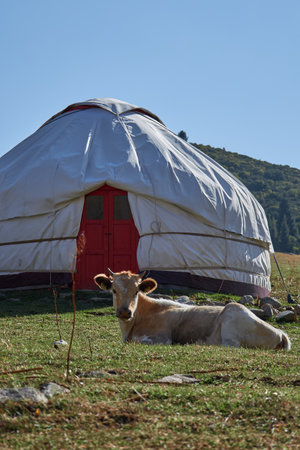 Serene Yurt Positioned Amidst Nature, Complemented by a Vast Grassland Background. cow is lying nearby beautiful, picturesque yurt is set amidst a lush, green landscape, all under vast, clear blue skyの写真素材
