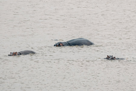 Hippos family bathe in a lake in Kruger National Park. Safari in South Africa. Animals in the wild natureの写真素材