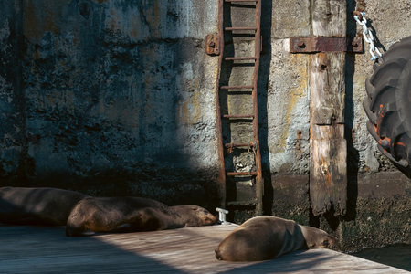 Three South African, Cape fur seal sleeping on the pier. Cape Town, South Africaの写真素材