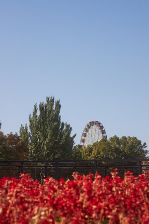 Ferris wheel surrounded by green trees, amusement Panfilov park, view from Ala-Too Square. Clear blue sky, bright red flowers. Bishkek, Kyrgyzstanの写真素材