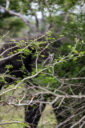 The southern white-faced owl, Ptilopsis granti, sits on a tree branch in wild nature, Kruger...