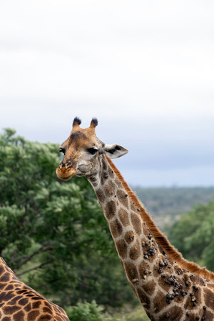 Sick giraffe with growths on neck side view. Animal in the wild nature. South Africa, Kruger National park, savannaの写真素材