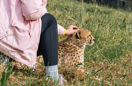 woman pets a young cheetah at a rehabilitation center in South Africaの写真素材