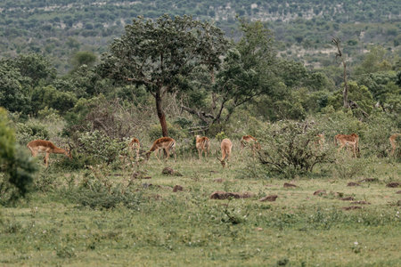 Group of impalas graze in a shrub savannah. Impala, African black-footed antelope. Safari in Kruger National park, South Africa.の写真素材