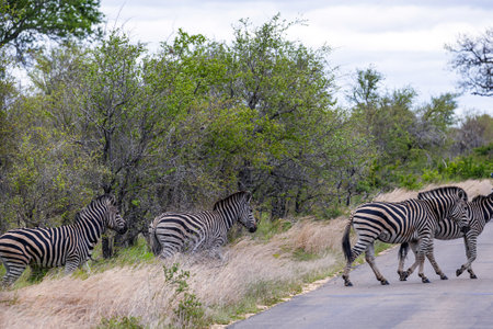 Group of zebras crossing the road. Kruger National Park Safariの写真素材
