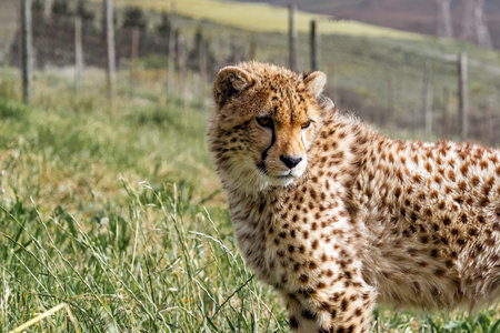 cheetah in rehabilitation center in South Africa