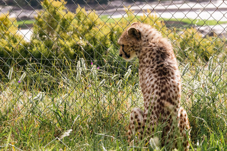 cheetah in rehabilitation center in South Africaの写真素材