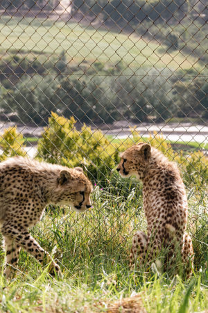 two cheetahs in rehabilitation center in South Africaの写真素材