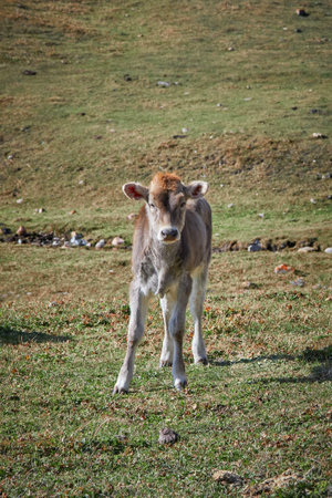 Calf portrait, baby cow on grassy field pastureの写真素材
