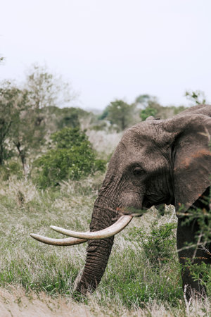 Close up elephant portrait, side view. Big tusksの写真素材
