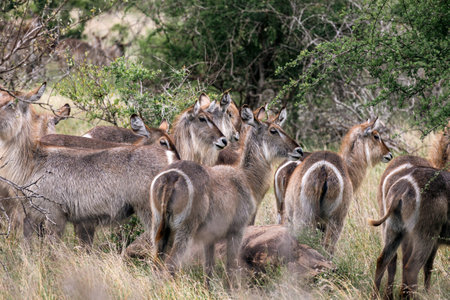 Large group of waterbuck females resting in bushland african savanna. Kruger National park, South Africaの写真素材