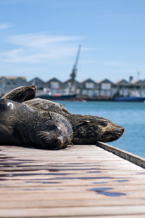 Three cute South African, Cape fur seal sleeping on the wooden pier. Cape Town, South Africaの写真素材