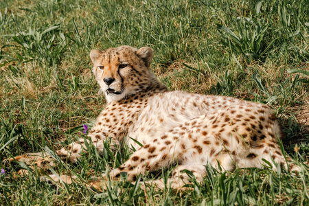 Cheetah resting in green grass