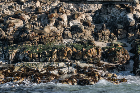 Large group, fur seals colony on rocky beach of Atlantic Ocean coast, South Africaの写真素材