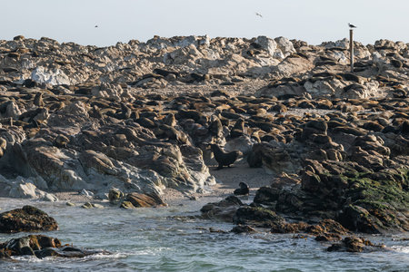 Large group, fur seals colony on rocky beach of Atlantic Ocean coast, South Africa