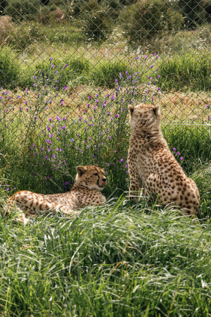 two cheetahs in rehabilitation center in South Africaの写真素材
