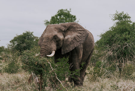 Elephant in savannah, green bushes and overcast skyの写真素材