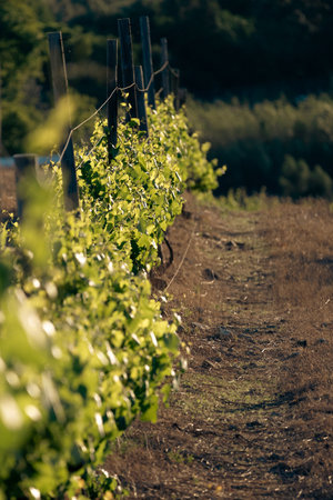one row of grape vines.の写真素材