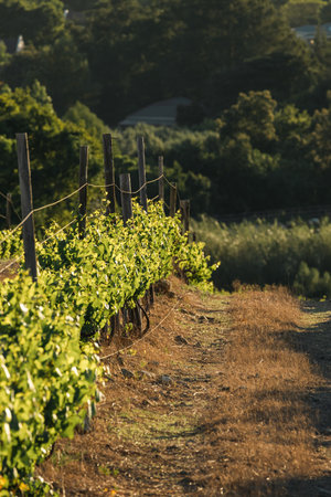one row of grape vines in sunset light.の写真素材