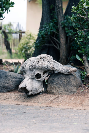 African buffalo skull in wildlife natural park.の写真素材
