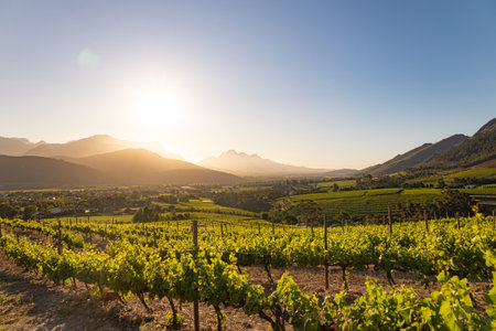 Wine farm. Vineyard landscape at sunset with mountains. Stellenbosch, South Africa. vine grapes rows.の写真素材