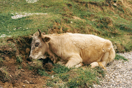 sick cow with red eyes lies on the groundの写真素材