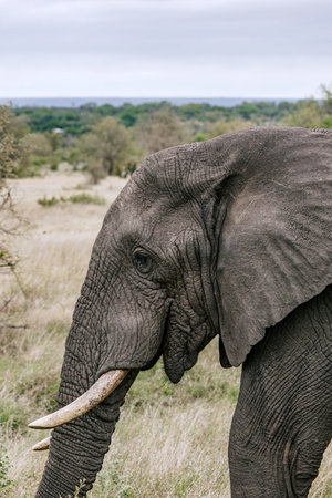 Close up elephant portrait, side view. Big tusks