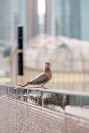 Pink color pigeon, laughing dove, Spilopelia senegalensis, beautiful bird.の写真素材